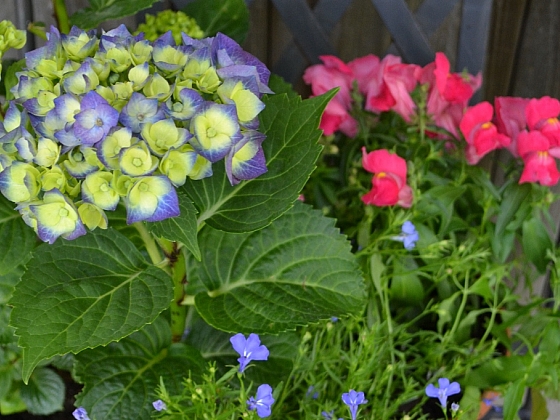 Ani alergici se nemusejí vzdát pěstování květin na balkoně (Zdroj: Smart Press)