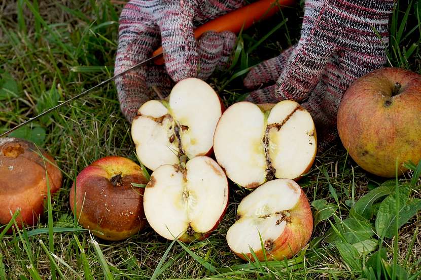Znehodnocená jablka napadená obalečem jablečným
