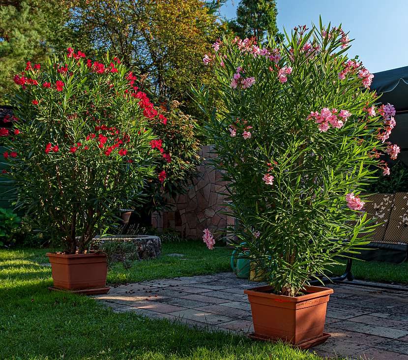 Oleandry potkáte v toskánské zahradě doslova na každém kroku