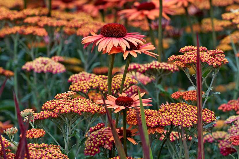 Ať žije echinacea &#8211; trvalka budoucnosti!