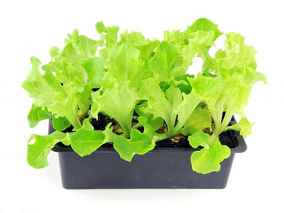 Salát v truhlíku obohatí doma vypěstovanou nabídku zdravé zeleniny