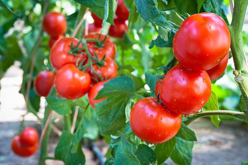 Předpěstujte si vlastní sazenice rajčat (Zdroj: Depositphotos)