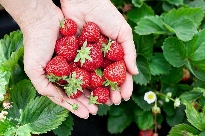 Vypěstujte si na zahradě superpotraviny. Typickým příkladem jsou jahody (Zdroj: Depositphotos (https://cz.depositphotos.com))
