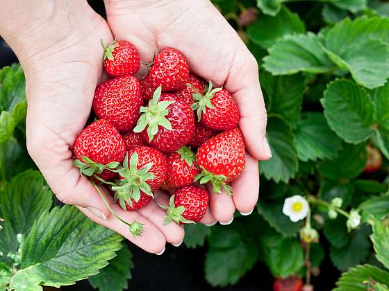 Vypěstujte si na zahradě superpotraviny. Typickým příkladem jsou jahody (Zdroj: Depositphotos (https://cz.depositphotos.com))