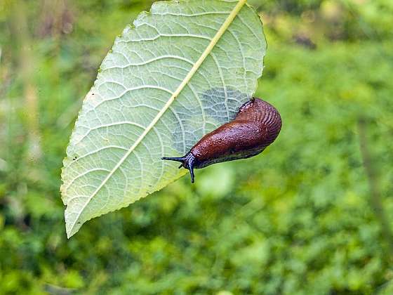 Slimák – jak na malého nepřítele na vaší zahradě?