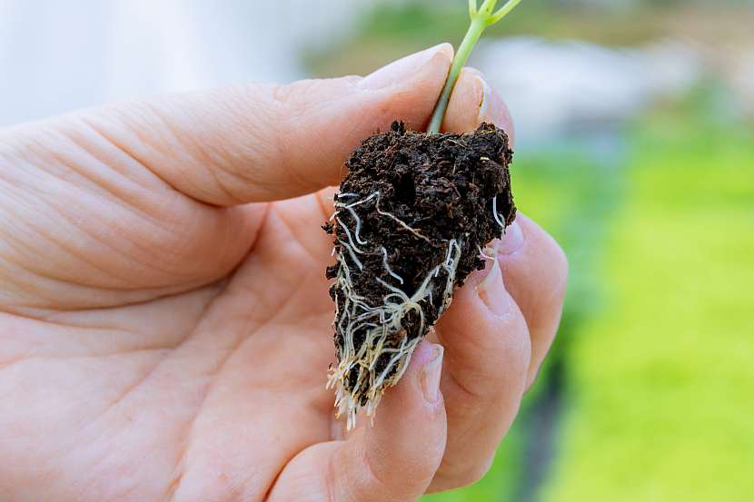 Mikroorganismy, které do půdy dodáme, budou chránit a vyživovat kořenový systém rostlin