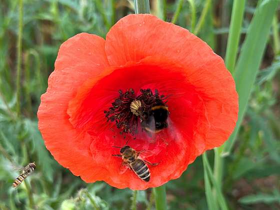 Včely a včelstva lze chovat za určitých podmínek (Zdroj: Šárka Miškovská)