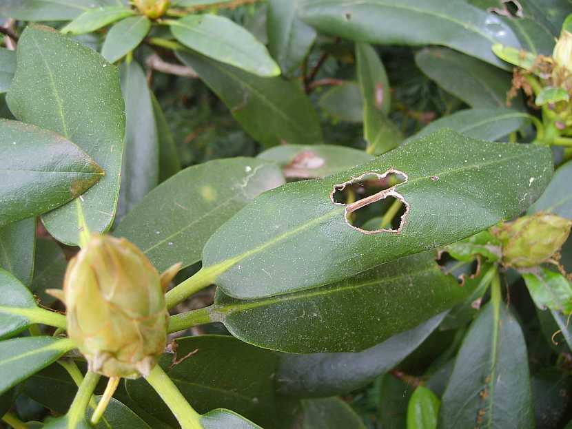 Poškození rododendronu lalokonoscem