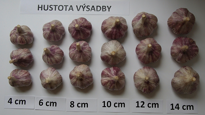 Hustota výsadby česneku – odrůda Karel IV.