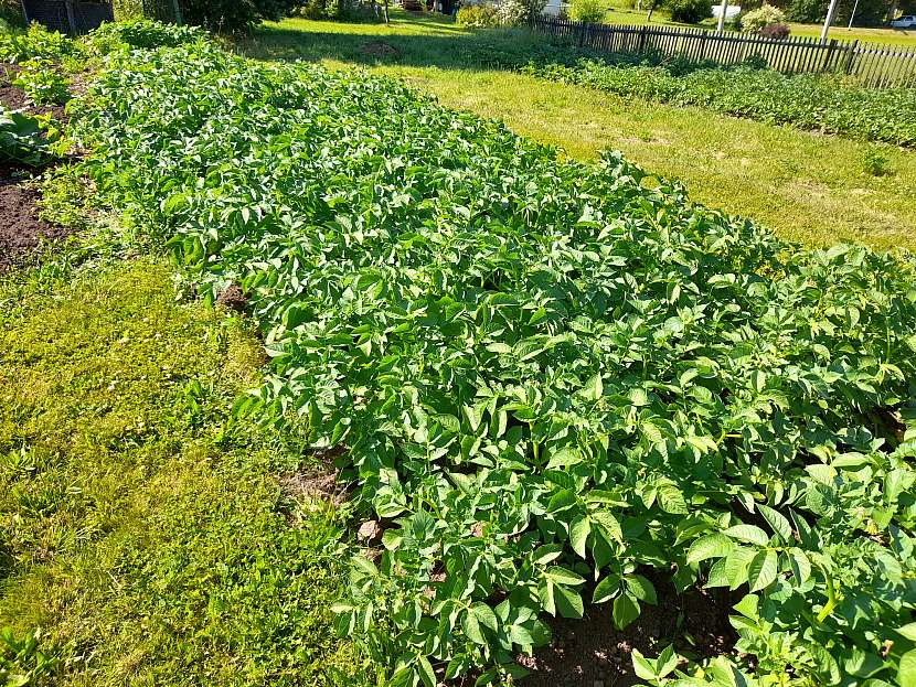 Brambory pomáhají tam, kde pěstujete první rok, z rozrytého trávníku dokonale využijí živiny a půda je díky časté kultivaci v dobré kondici