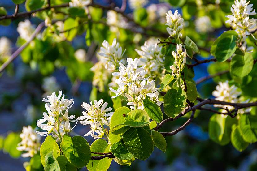 Na jaře kvete muchovník jemnými bílými květy