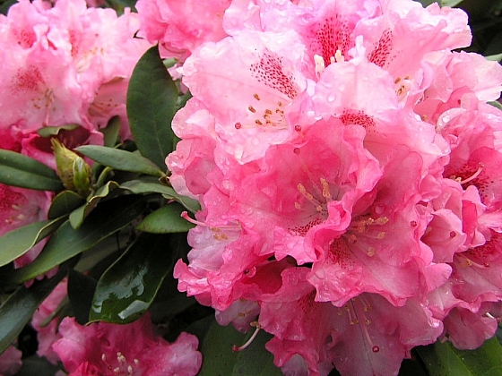 otevřít: 5 tipů, co můžeme udělat pro rododendrony, když odkvetou