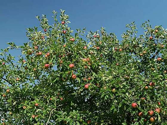 Výběr správné odrůdy ovocných stromů zajistí bohatou sklizeň (Zdroj: Prima DOMA MEDIA, s.r.o.)