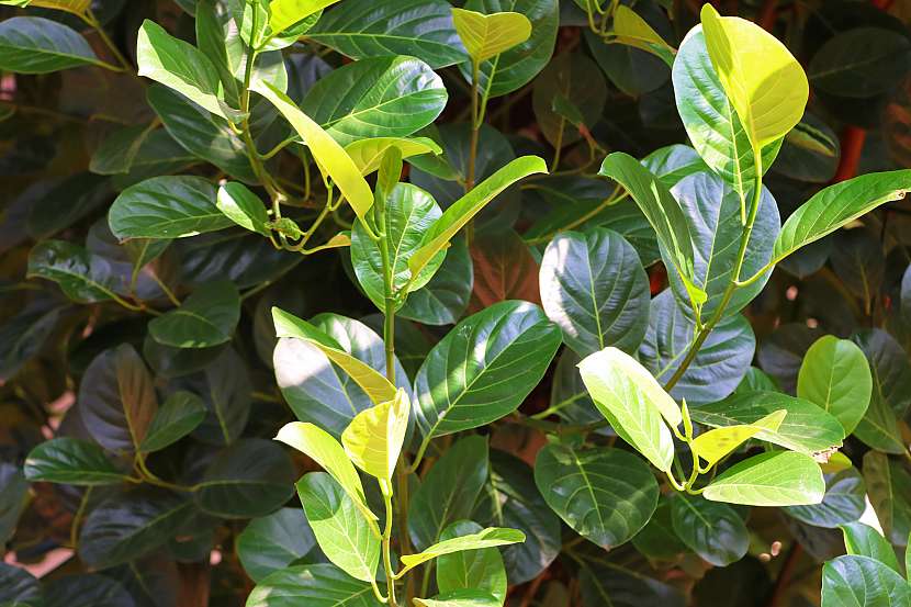 Jackfruitový stromek má pěkné zelené dekorativní listy