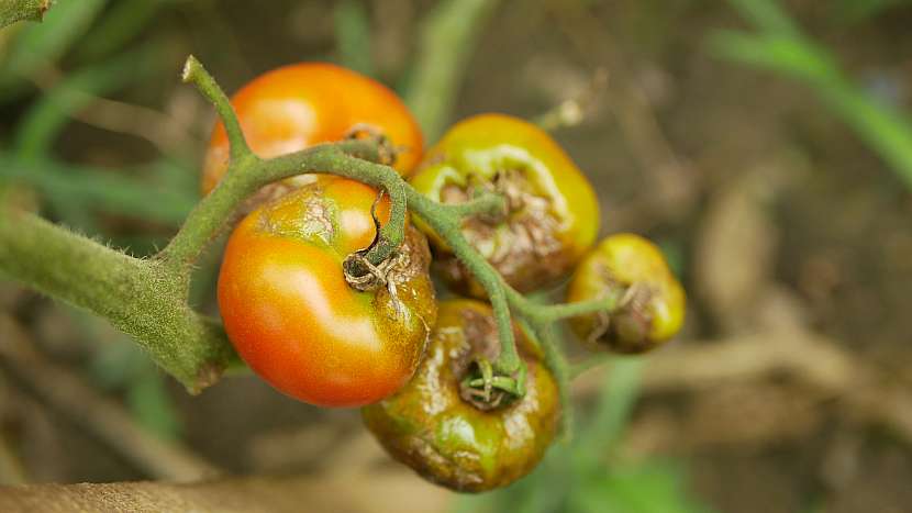 Rajčata napadená plísní - vhodná prevence zamezí škodám