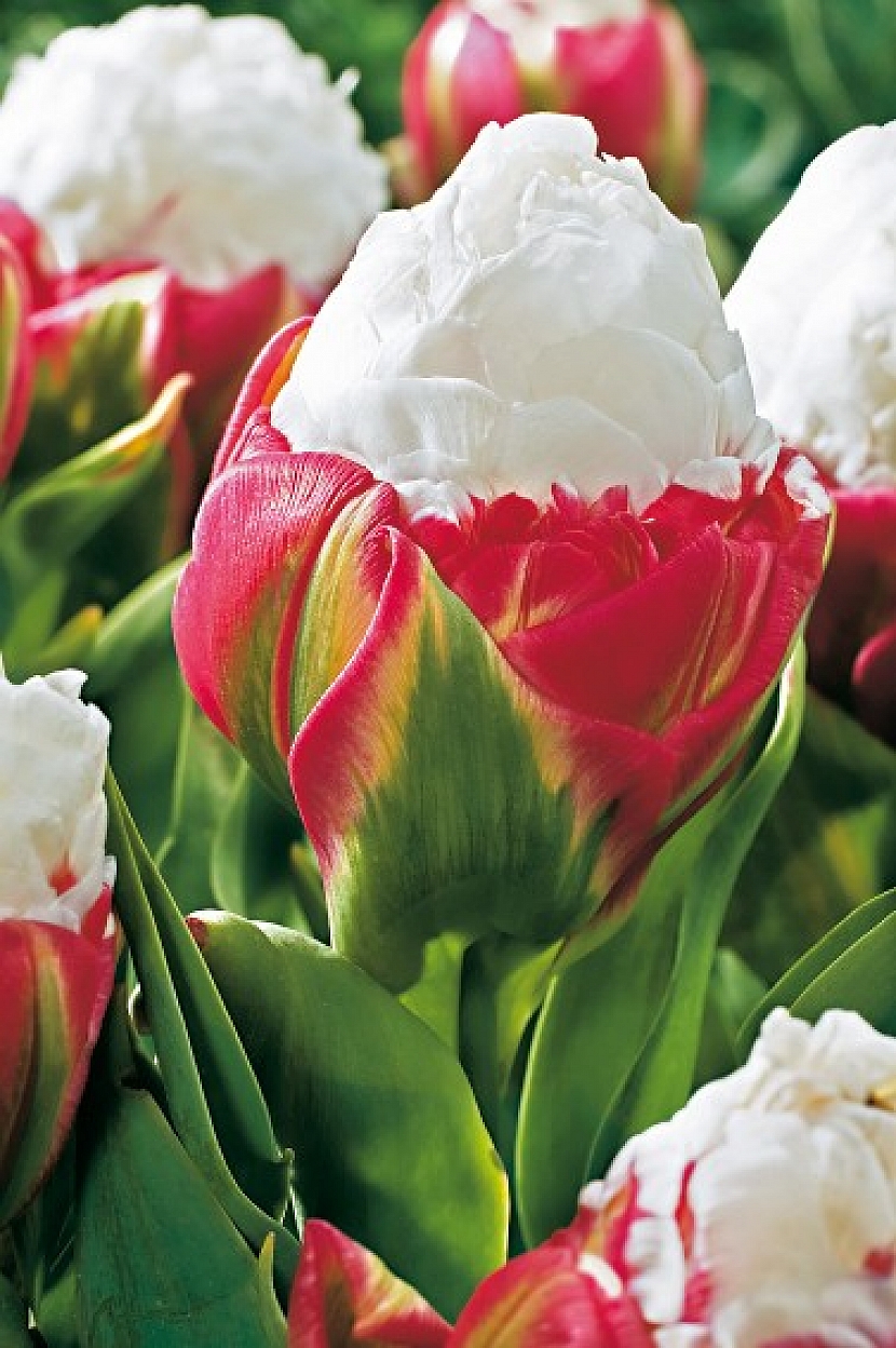 Květy tulipánu 'Ice Cream' vypadají skutečně jako malé kornoutky se zmrzlinou