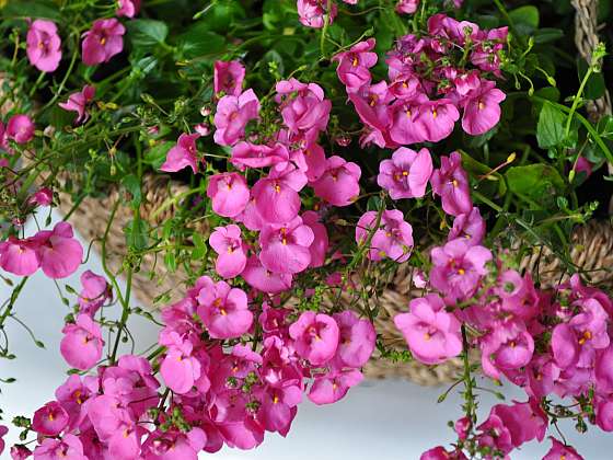 Ostruhatka je oblíbené trvalka pro vaši květinovou zahradu (Zdroj: Depositphotos (https://cz.depositphotos.com))