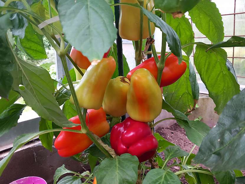Paprika Boneta má vysoký výnos a i v podhorských oblastech roste venku, jen potřebuje závětří a sluníčko