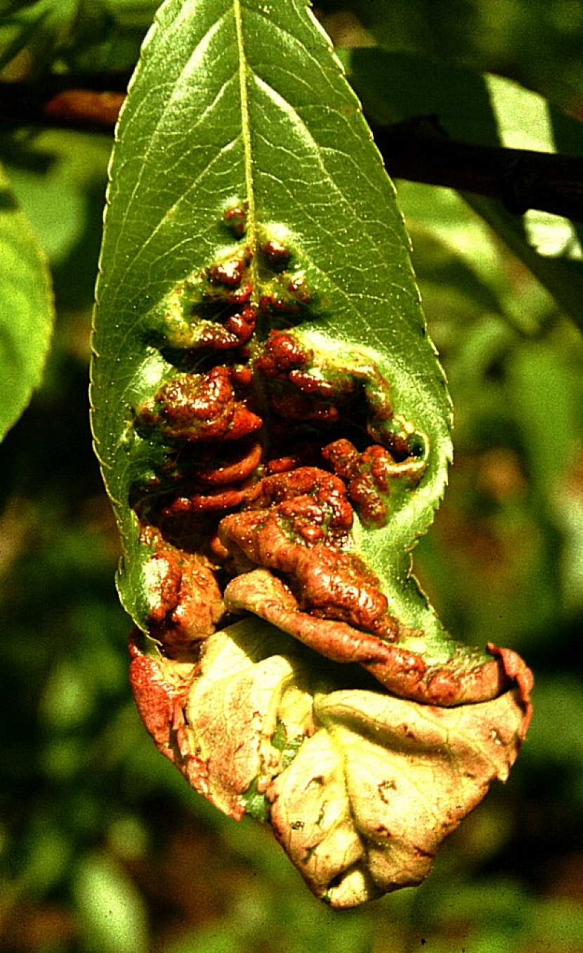 Choroba se projevuje deformací listů