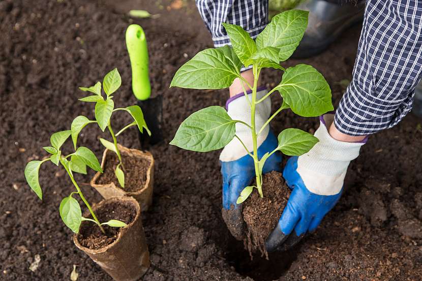 Při sázení zeleniny do půdy zachovejte maximálně kořenový bal i se substrátem (Zdroj: Depositphotos (https://cz.depositphotos.com))