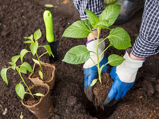 Při sázení zeleniny do půdy zachovejte maximálně kořenový bal i se substrátem (Zdroj: Depositphotos (https://cz.depositphotos.com))