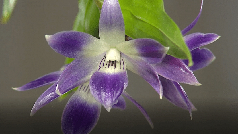 Orchideje potřebují v zimě speciální péči (Zdroj: Archiv FTV Prima, se svolením FTV Prima)