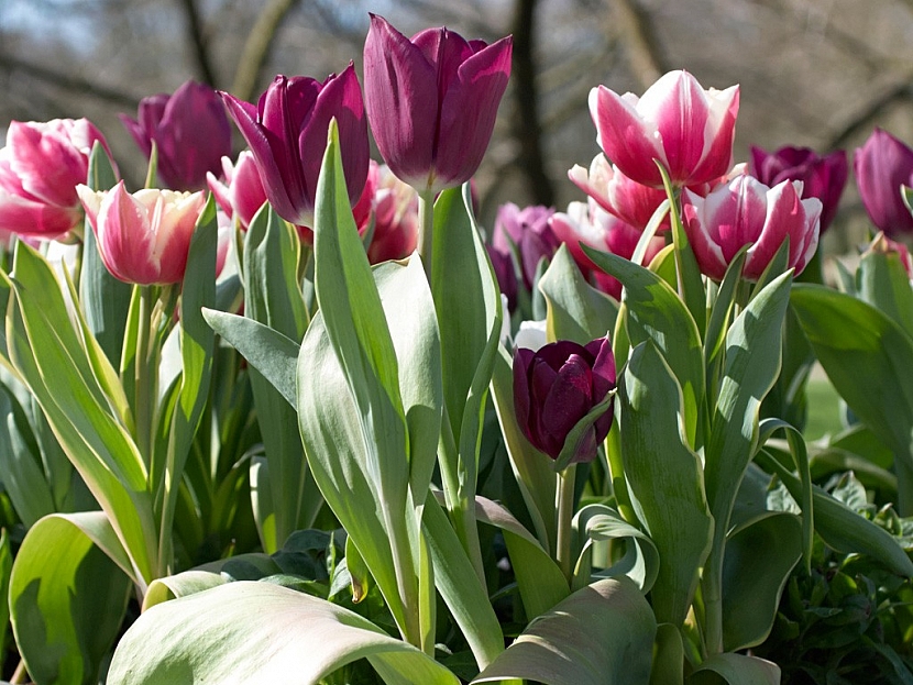 Tulipány mají širokou škálu barev i tvarů květů