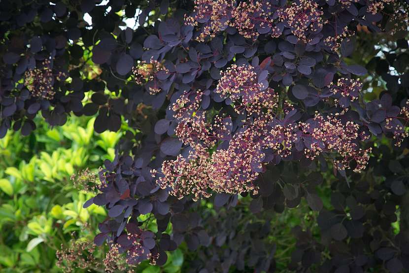 Ruj vlasatá - Cotinus coggygria ‘ Royal Purple' má také hezký růst a tvar kmene