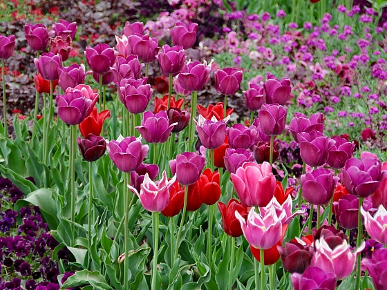 Barevná škála tulipánů je rozmanitá (Zdroj: Simona Sedláčková)