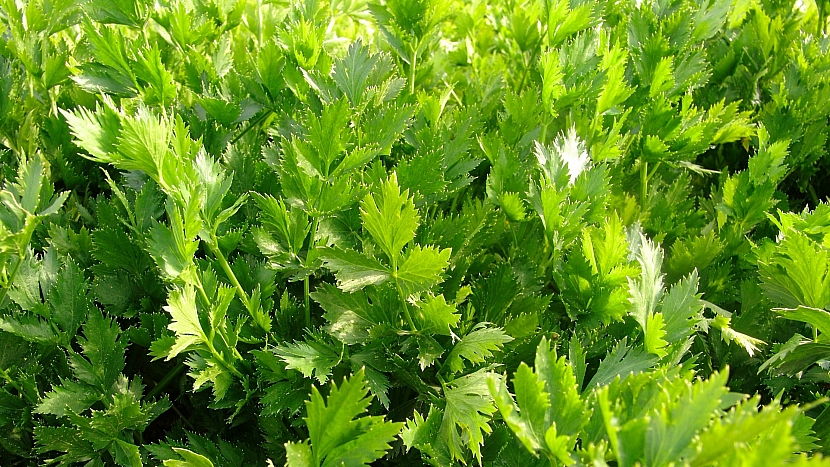 Celer listový (naťový), odrůda JEMNÝ