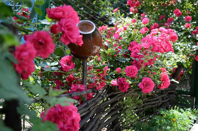Pnoucí růže ve spojení s přírodním plotem a dekorací ze starého džbánku – to vše do klasické české zahrady zkrátka patří