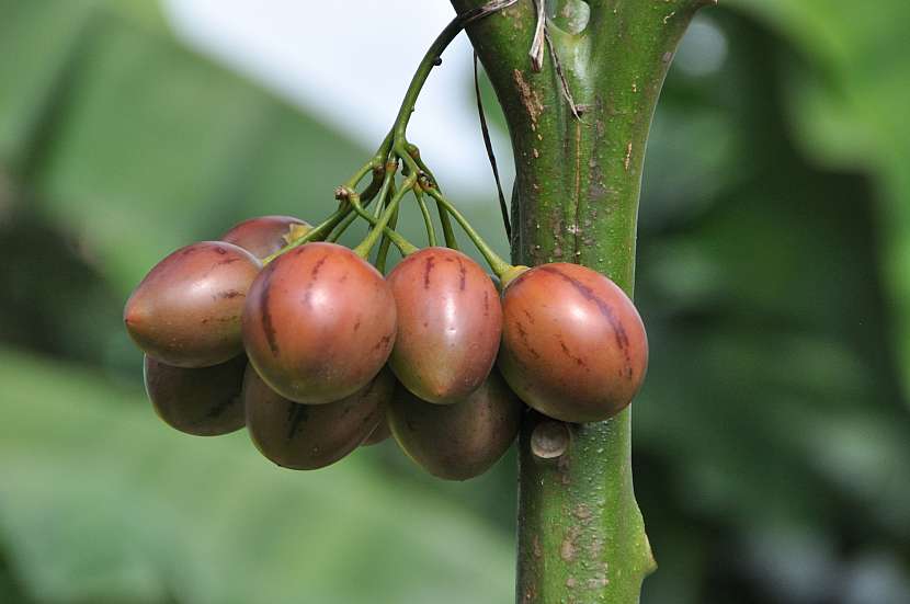 Tamarillo neboli rajčenka je rostlina vcelku nenáročná na pěstování (Zdroj: Depositphotos (https://cz.depositphotos.com))