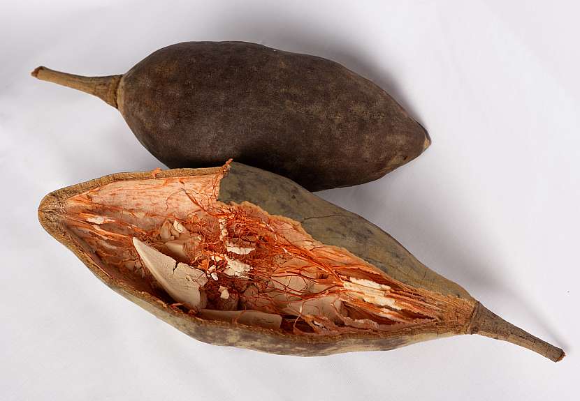 Plody baobabu zakoupíme ve specializovaných prodejnách