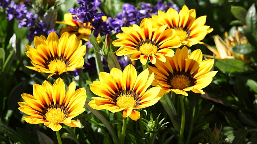 Předpěstujte si letničky s překrásnými květy (Zdroj: SEMO a.s.)