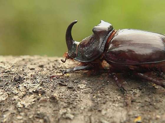 Kompost obývají larvy nosorožíka kapucínka (Zdroj: Prima DOMA MEDIA, s.r.o.)