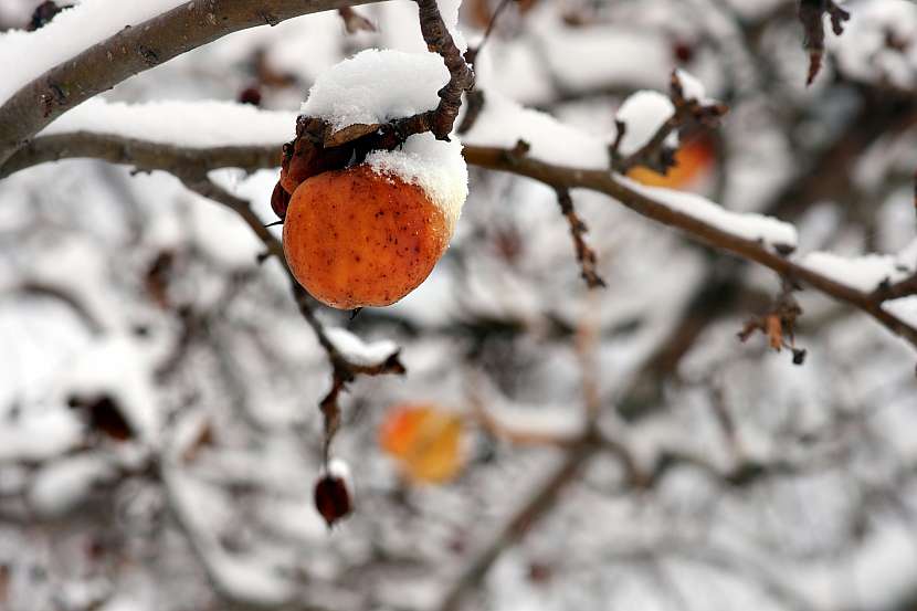 Při ošetření ovocných stromů nenechávejte ovocné plody ve větvích (Depositphotos (https://cz.depositphotos.com))