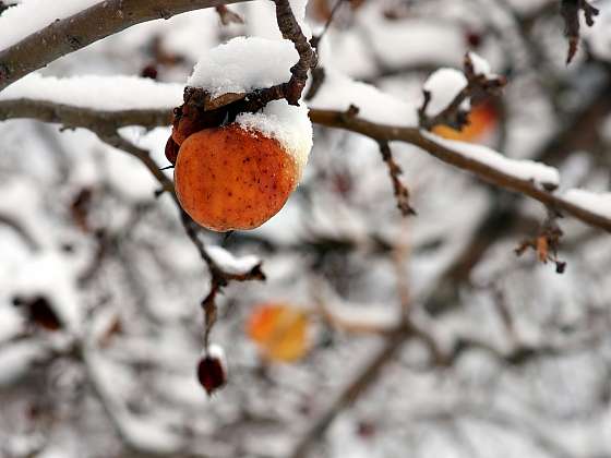 Při ošetření ovocných stromů nenechávejte ovocné plody ve větvích (Depositphotos (https://cz.depositphotos.com))