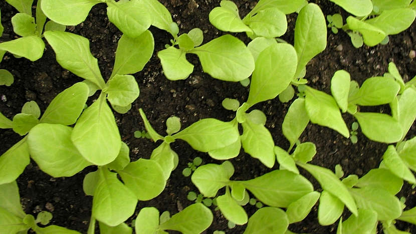 Výsev semínek hlávkového salátu na záhon