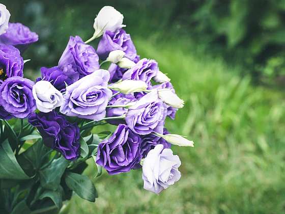 Eustoma grandiflorum neboli jícnovka