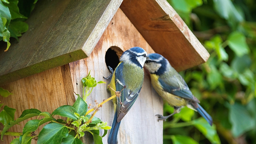 Ptačí budka: Jak udělat na zahradě bydlení pro užitečné ptáčky