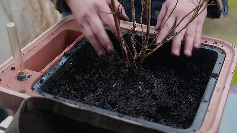 Kanadské borůvky budou chtít prostorný květináč