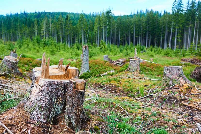 Guerilla foresting aneb Zachraňme společně naše lesy