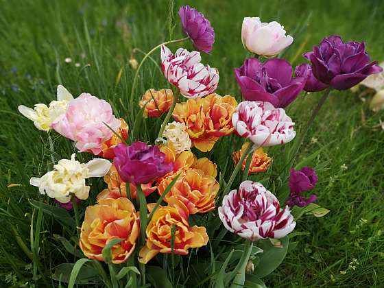 Okrasné cibuloviny vám budou dělat radost na zahradě celé jaro (Zdroj: Pavlína Wagnerová Málková)