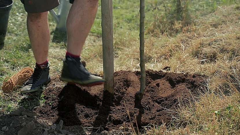 Půdu okolo stromku dobře upěchujeme a zalijeme