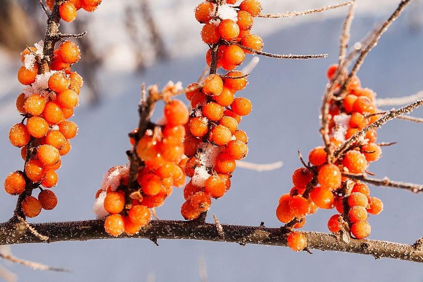Namrznuté větve s plody rakytníku