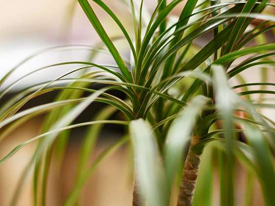 Dracaena &#8211; dračí strom ve vaší zahradě