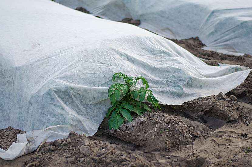 Netkaná textilie pomůže ochránit zeleninu, když udeří první mrazíky
