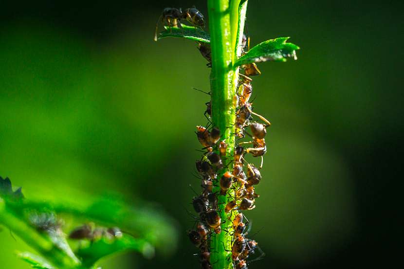 Mravenci v zahradě způsobují škody, zbavte se jich (Zdroj: Depositphotos (https://cz.depositphotos.com))