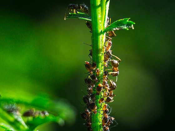 Mravenci v zahradě způsobují škody, zbavte se jich (Zdroj: Depositphotos (https://cz.depositphotos.com))