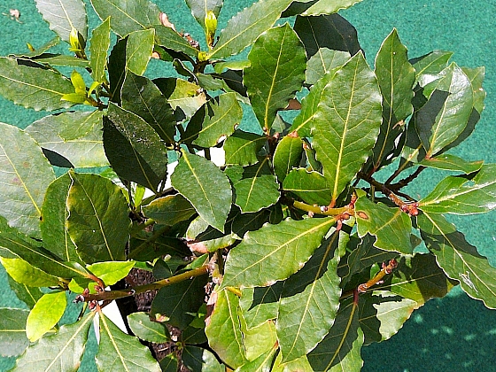 Pusťte se do pěstování bobkového listu (Zdroj: Zdena Nováčková)